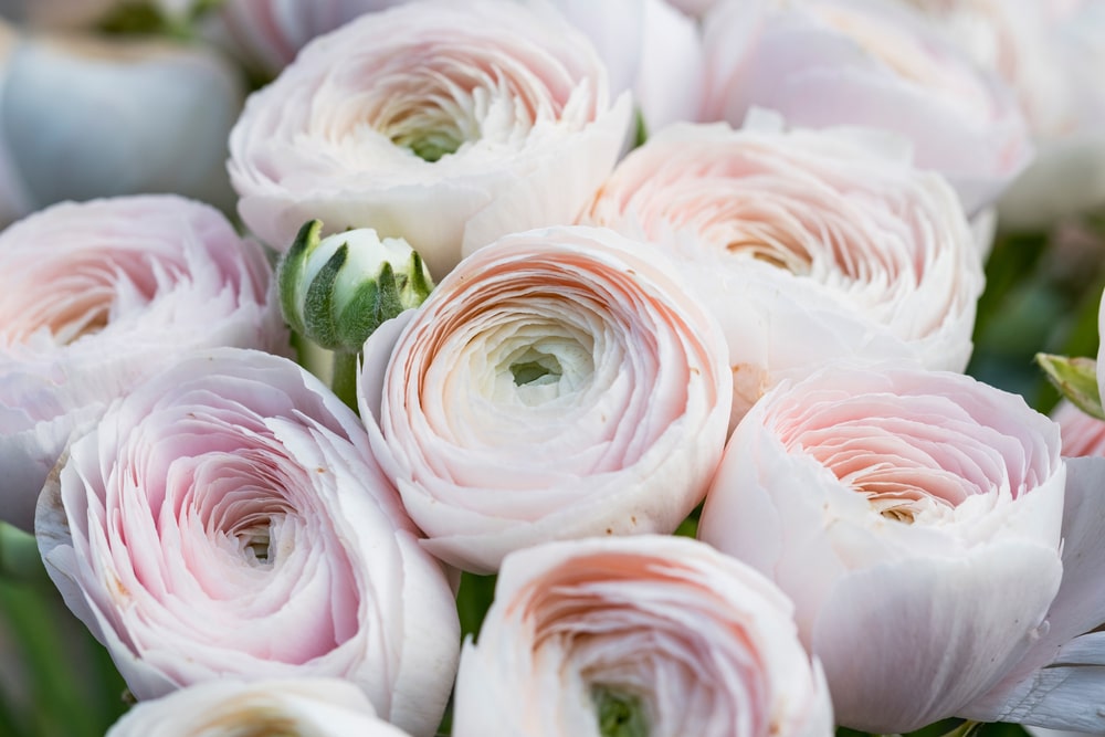 Il significato dei fiori…per un San Valentino senza gaffe!