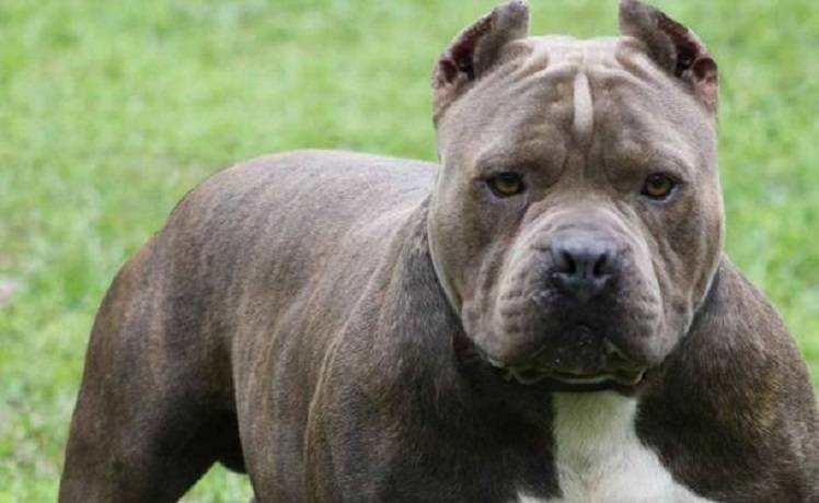Pittbull azzanna e uccide un volpino durante una passeggiata di sgambamento