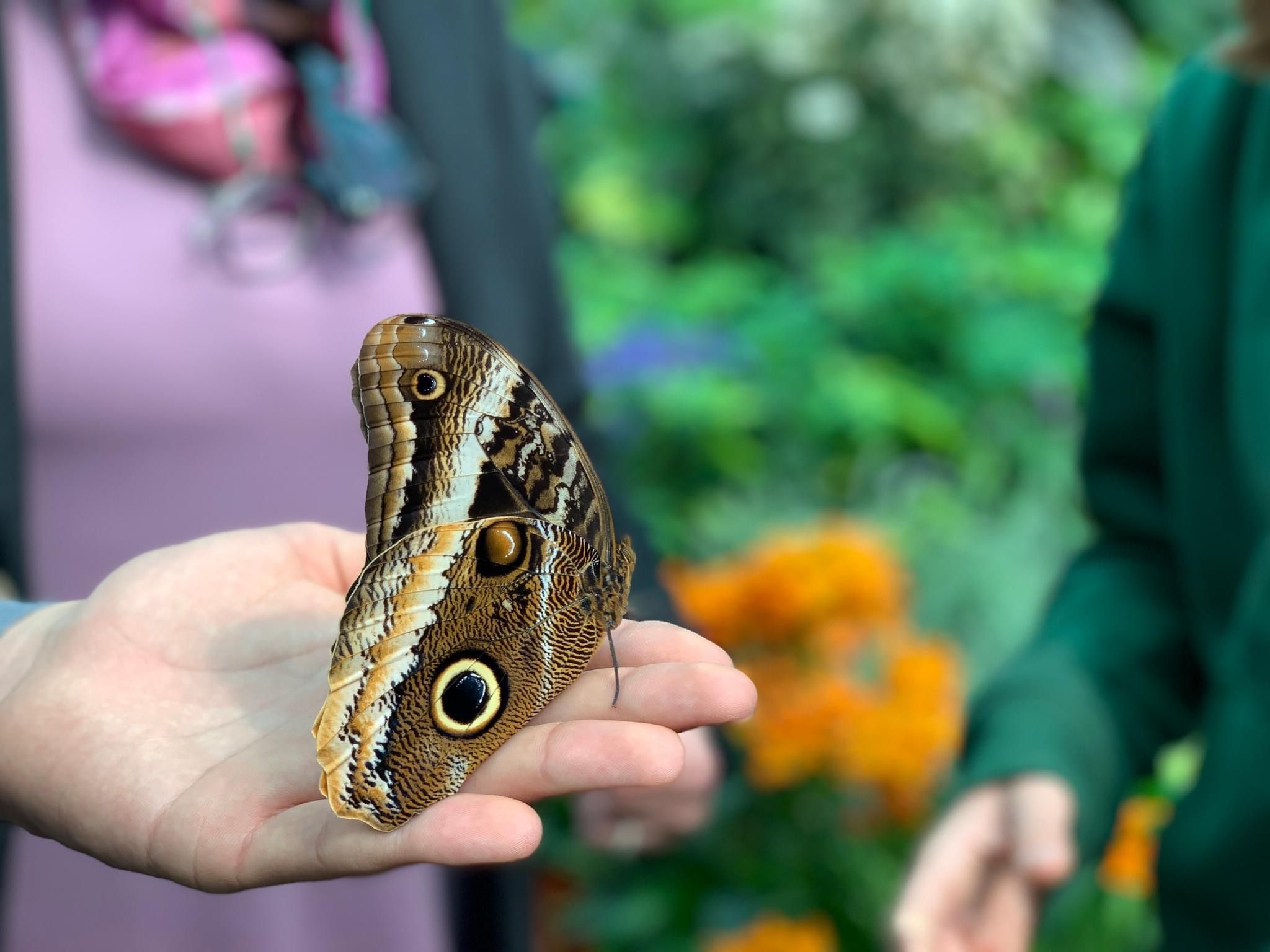 Inaugurata la “Casa delle Farfalle” di Palermo nella spettacolare location del Parco Uditore. FOTO