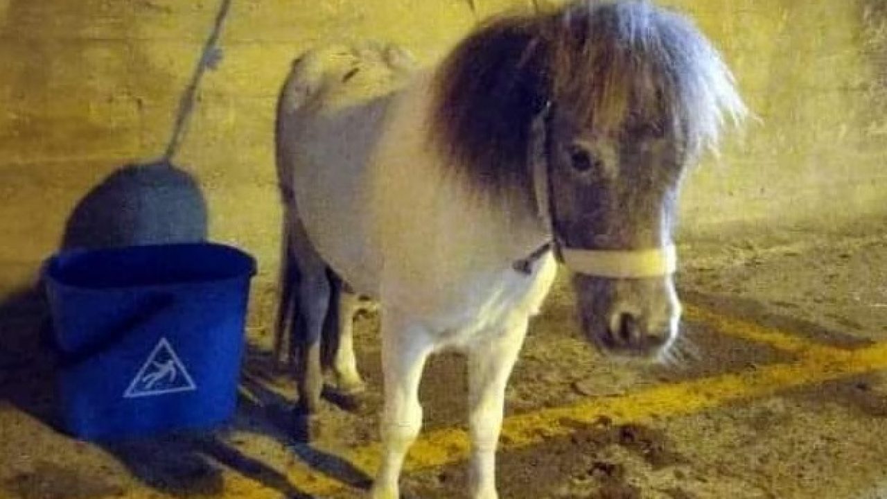 Il pony martoriato di Acate è di proprietà di un congiunto dell’autore del vergognoso gesto