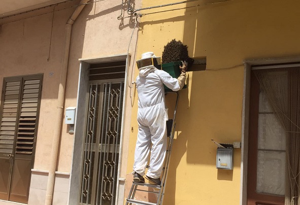 Sciami d’api, è normale ad aprile e maggio. L’intervento ad Acate fatto da un apicoltore
