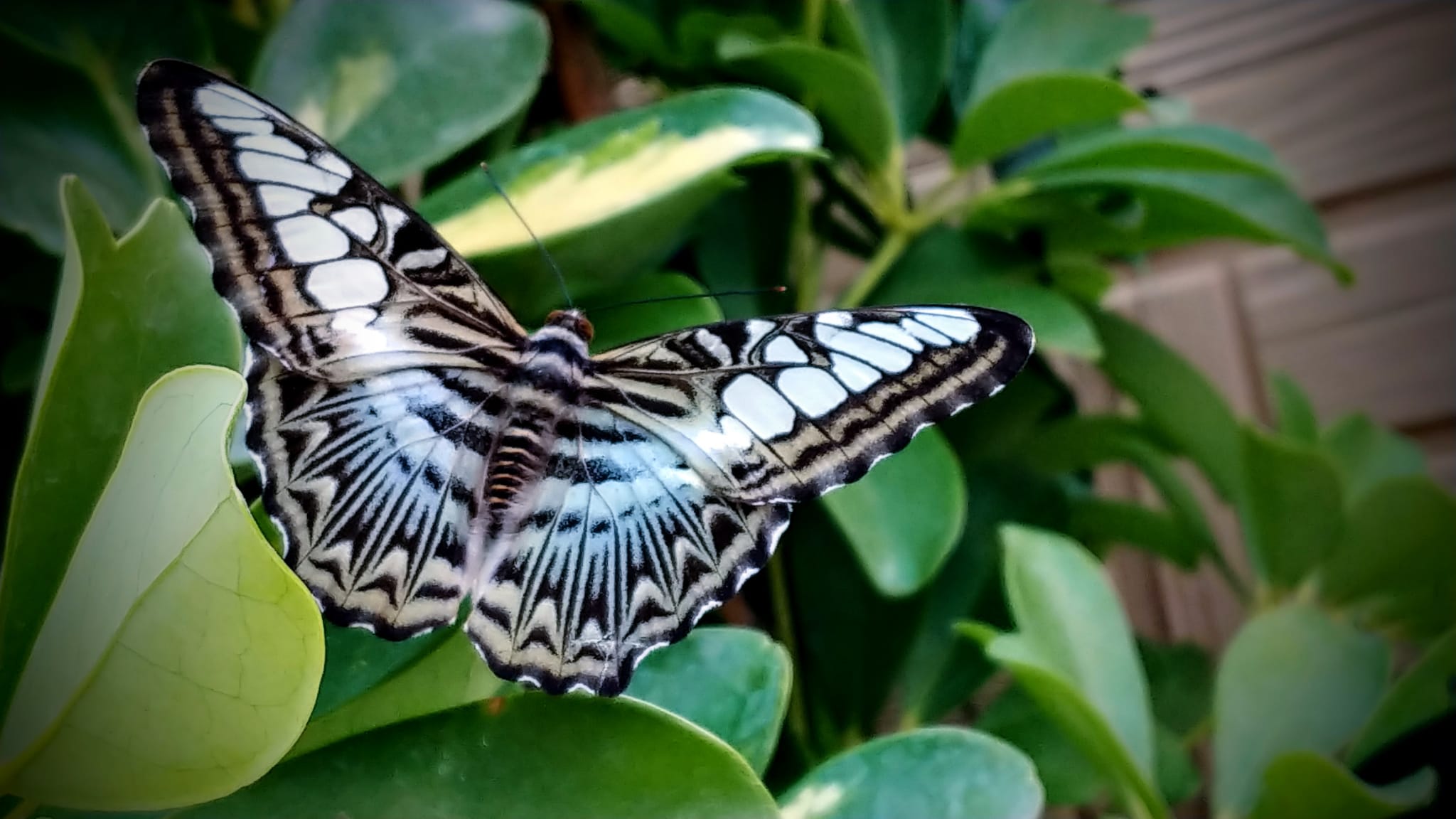 Aperture speciali per il 25 aprile e 1 maggio per Casa delle Farfalle a Palermo e Marsala. Intanto boom di visitatori e turisti
