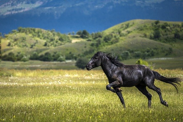 Ritirato il cavallo dalla lotteria di Acate. Al vincitore, sarà corrisposto un premio in denaro