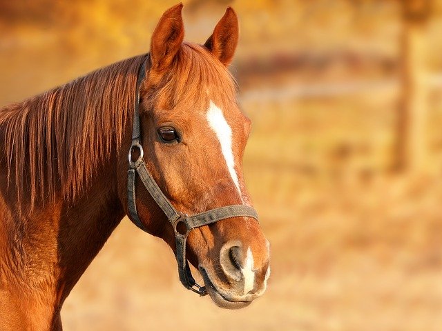 Cavallo in palio nella lotteria di Acate, l’Aidaa: “Ritirare il premio o agiremo per vie legali”