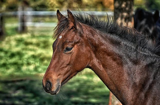 Cavallo alla lotteria ad Acate, Oipa al sindaco: “Revocare il premio”
