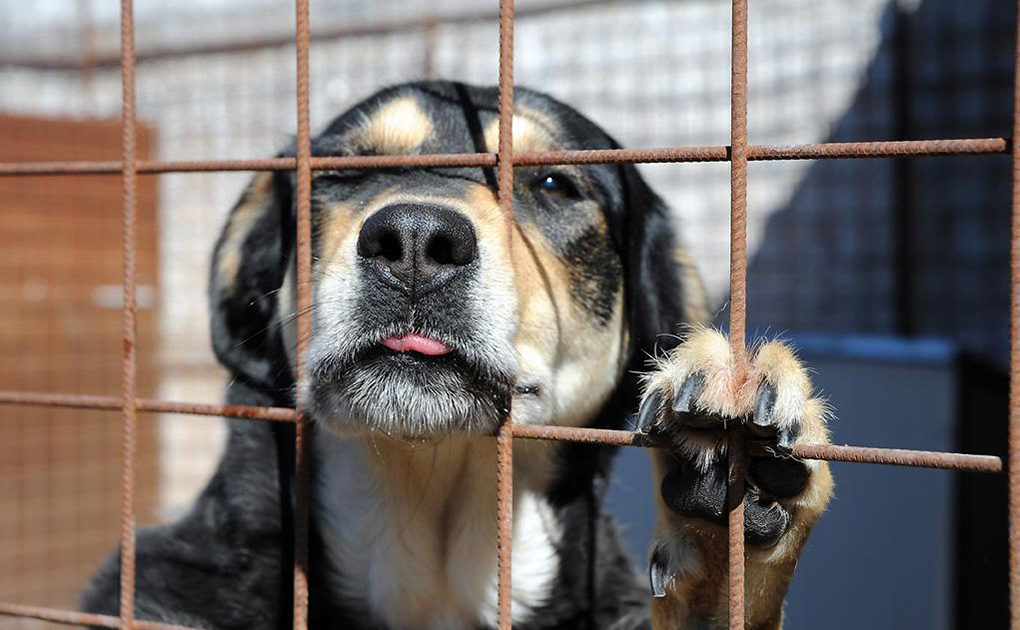 Allerta rossa per il caldo: Frasca chiede misure urgenti per gli animali a Modica. “Si segua l’esempio di Ragusa”
