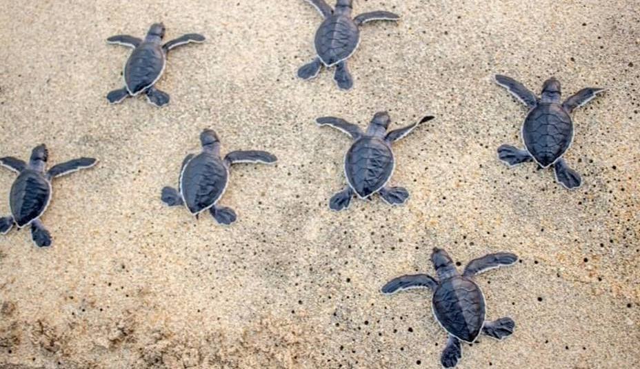 Spiagge pulite, Aiello e la Caretta Caretta: “Ha il radar? Non può fermarsi a Kastalia?”. VIDEO