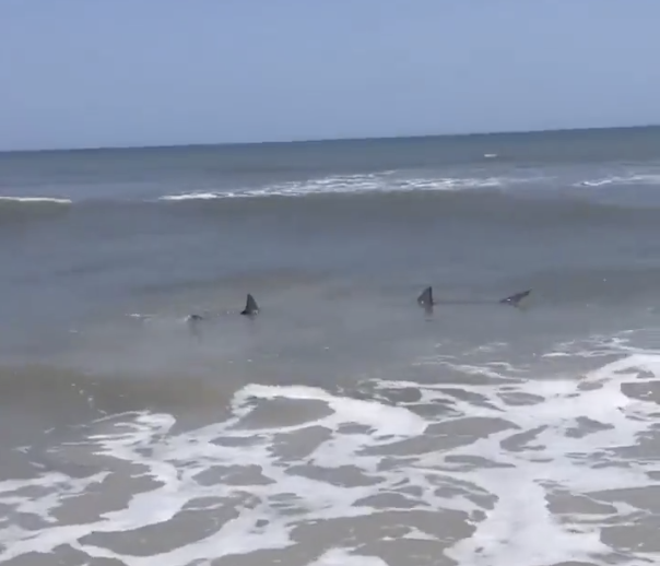 Allarme squali: arrivati anche nell’acqua bassa in una spiaggia degli Usa. A Licata uno squalo rimasto impigliato nelle reti dei pescatori