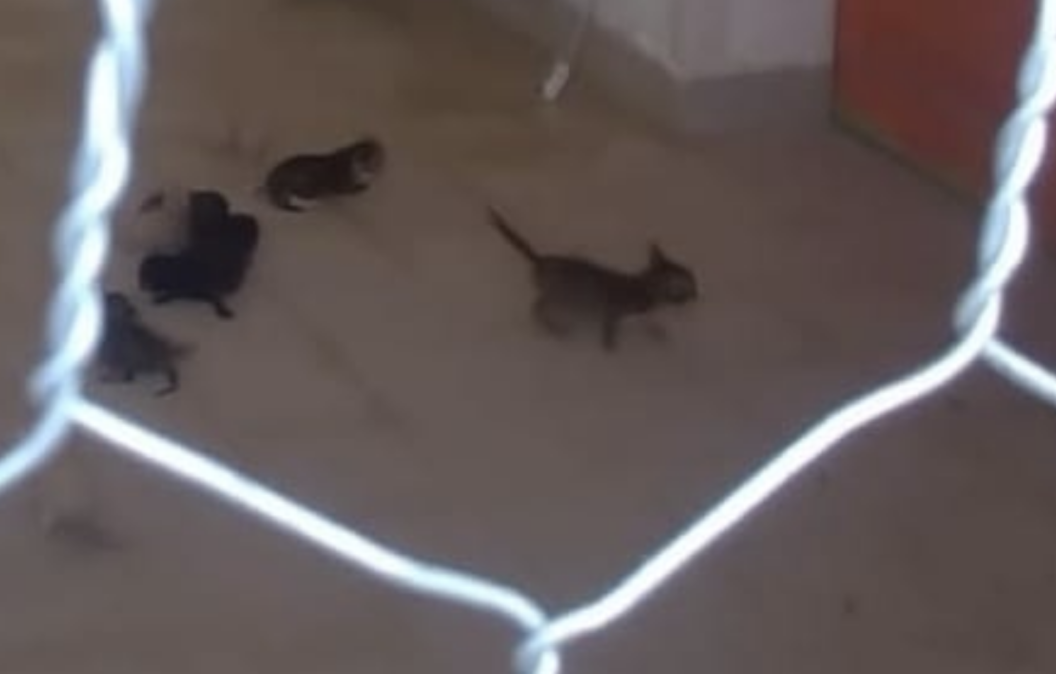 Oltre 50 gatti costretti in un garage a Scicli, liberati dai vigli urbani e affidati all’Enpa