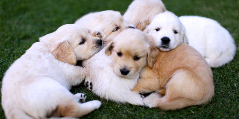 Adotta un cane: il Comune di Scicli promuove le adozioni nei canili convenzionati