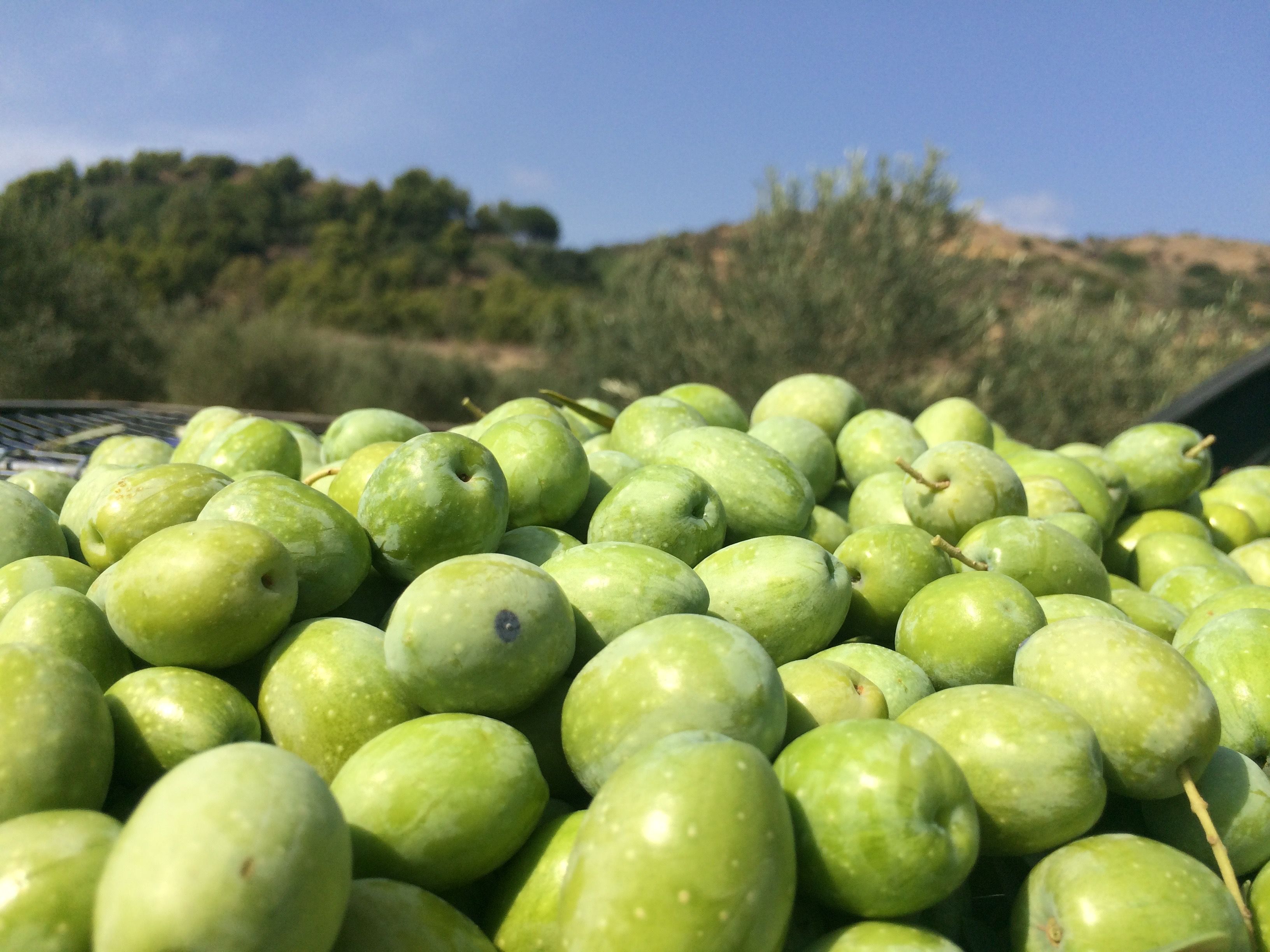 Olio e nons’Olio: a Chiaramonte si celebra “l’oro verde”. Una grande manifestazione dall’11 al 13 novembre