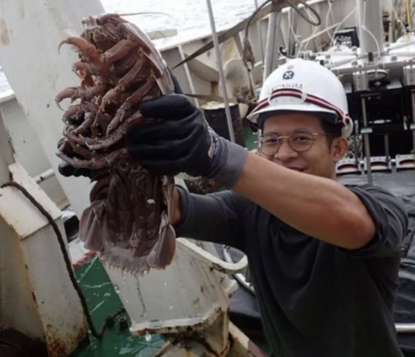 “Scarafaggio” gigantesco è stato scoperto sul fondo del mare