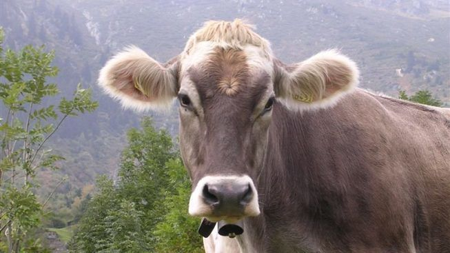 Virus EHD: ripresa la movimentazione regionale del bestiame in 6 province