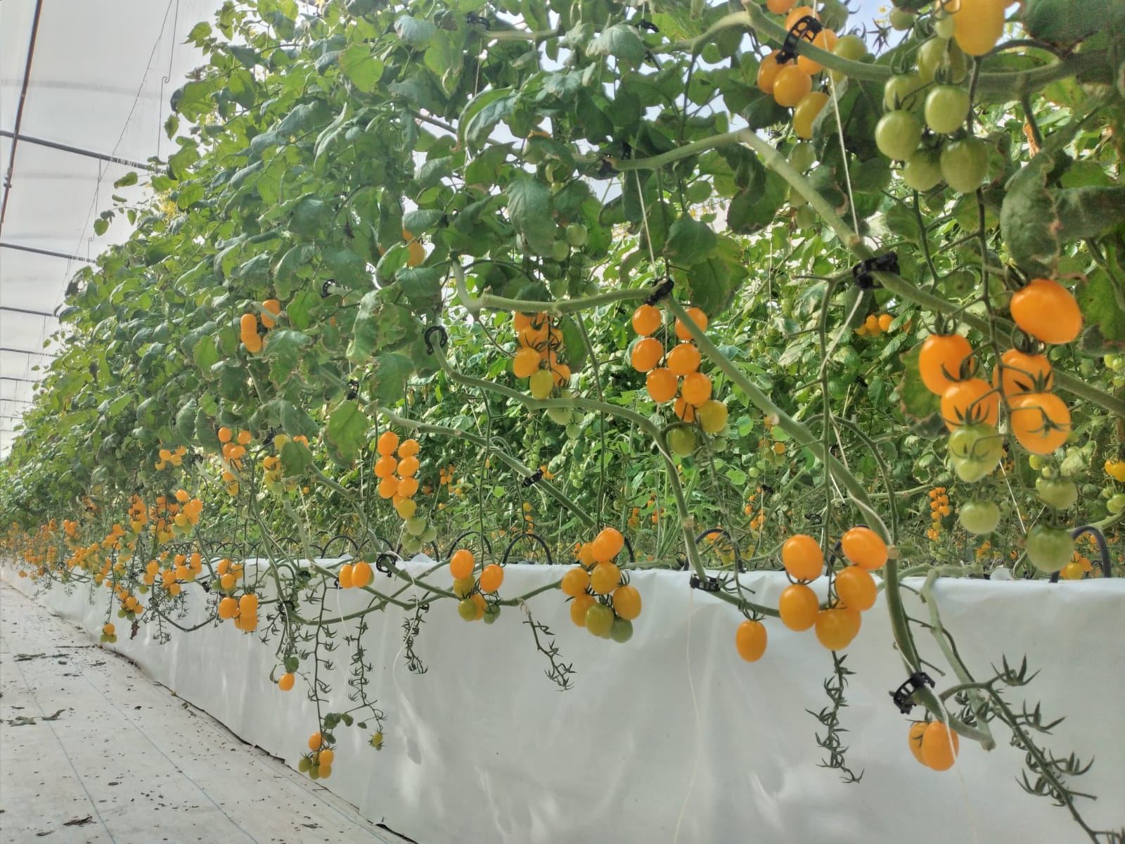 A Ispica una serra sperimentale per lanciare l’agricoltura sostenibile