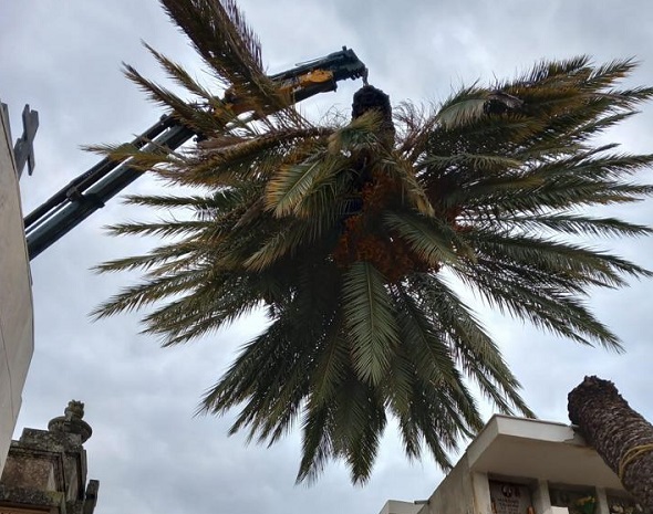 Al Cimitero di Scicli, avviata la rimozione degli alberi caduti