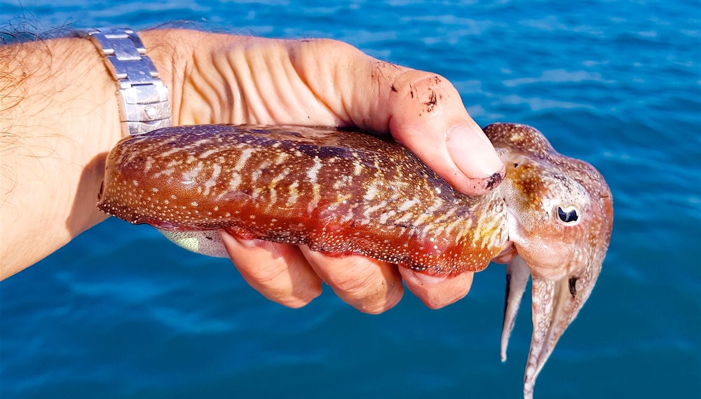 Andare a….seppie. Il mare sciclitano luogo ideale!