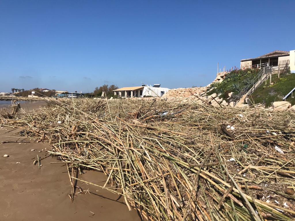 Grave danno ambientale nel litorale sciclitano invaso da 1200 tonnellate di canne.