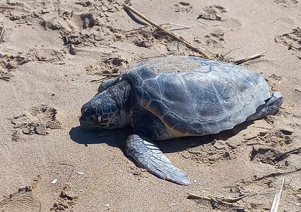 In appena due giorni, trovati morti due esemplari di Caretta Caretta a Scoglitti