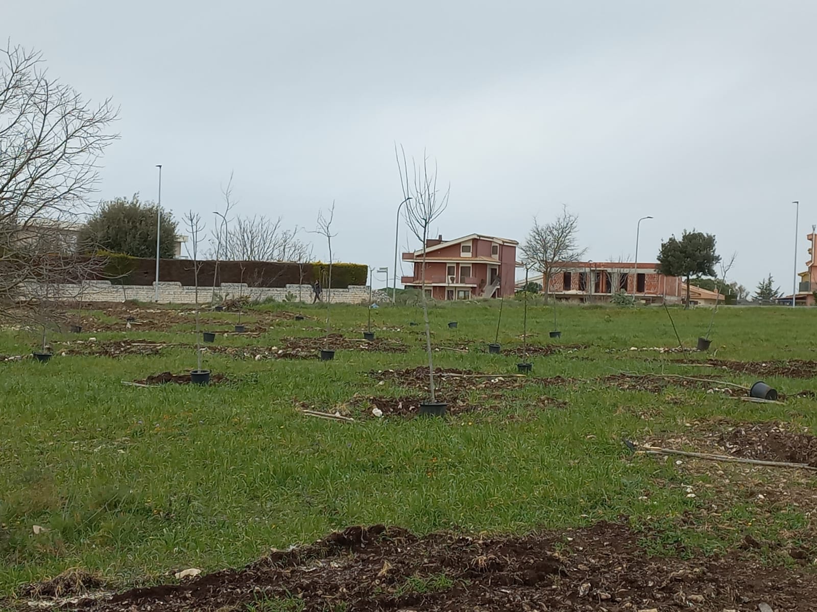 A Ragusa, piantumati 60 alberi. A breve nascerà il parco “Falcone Borsellino”