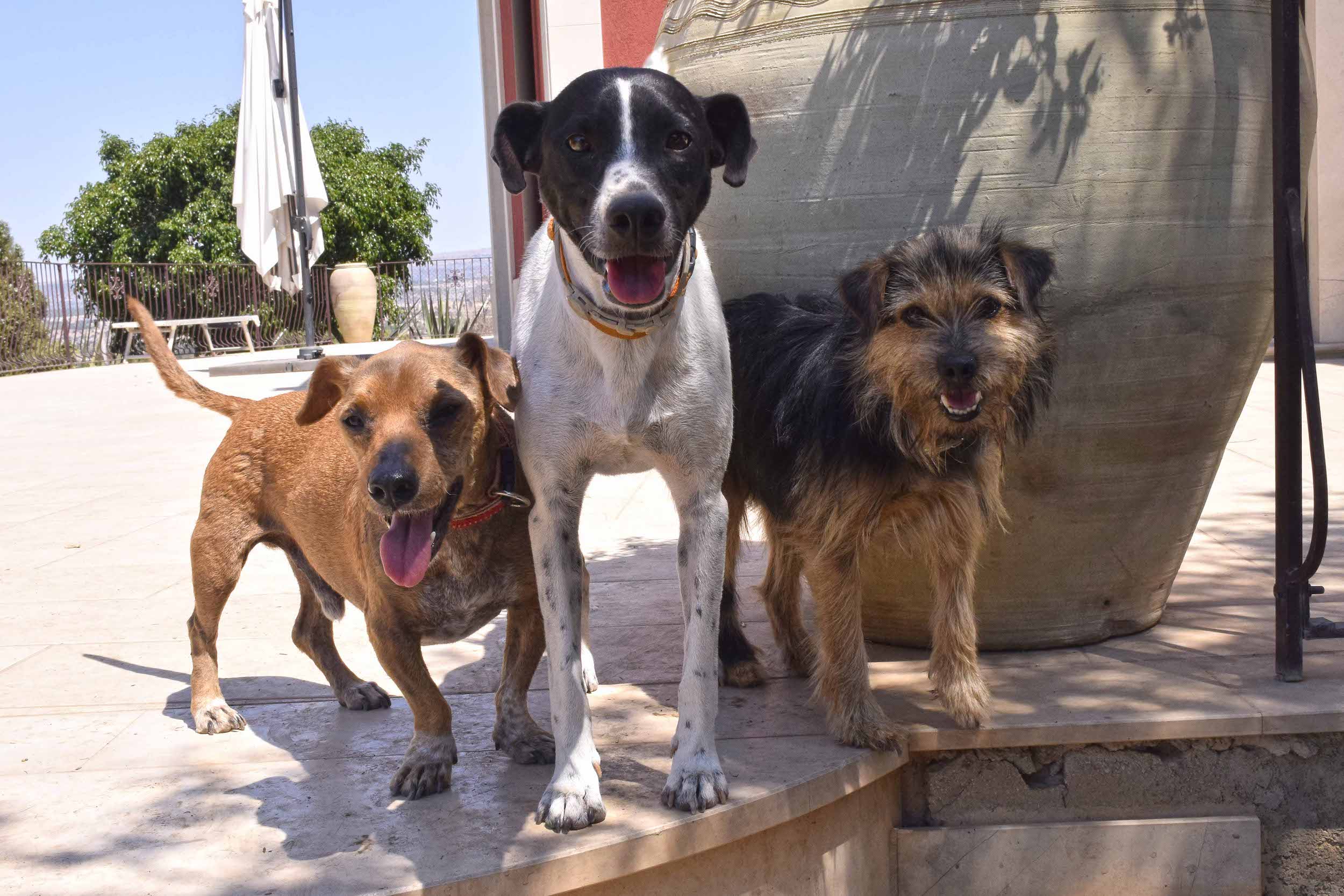 Il cane con l’uomo. A Scicli, una kermesse culturale per promuovere i diritti degli animali