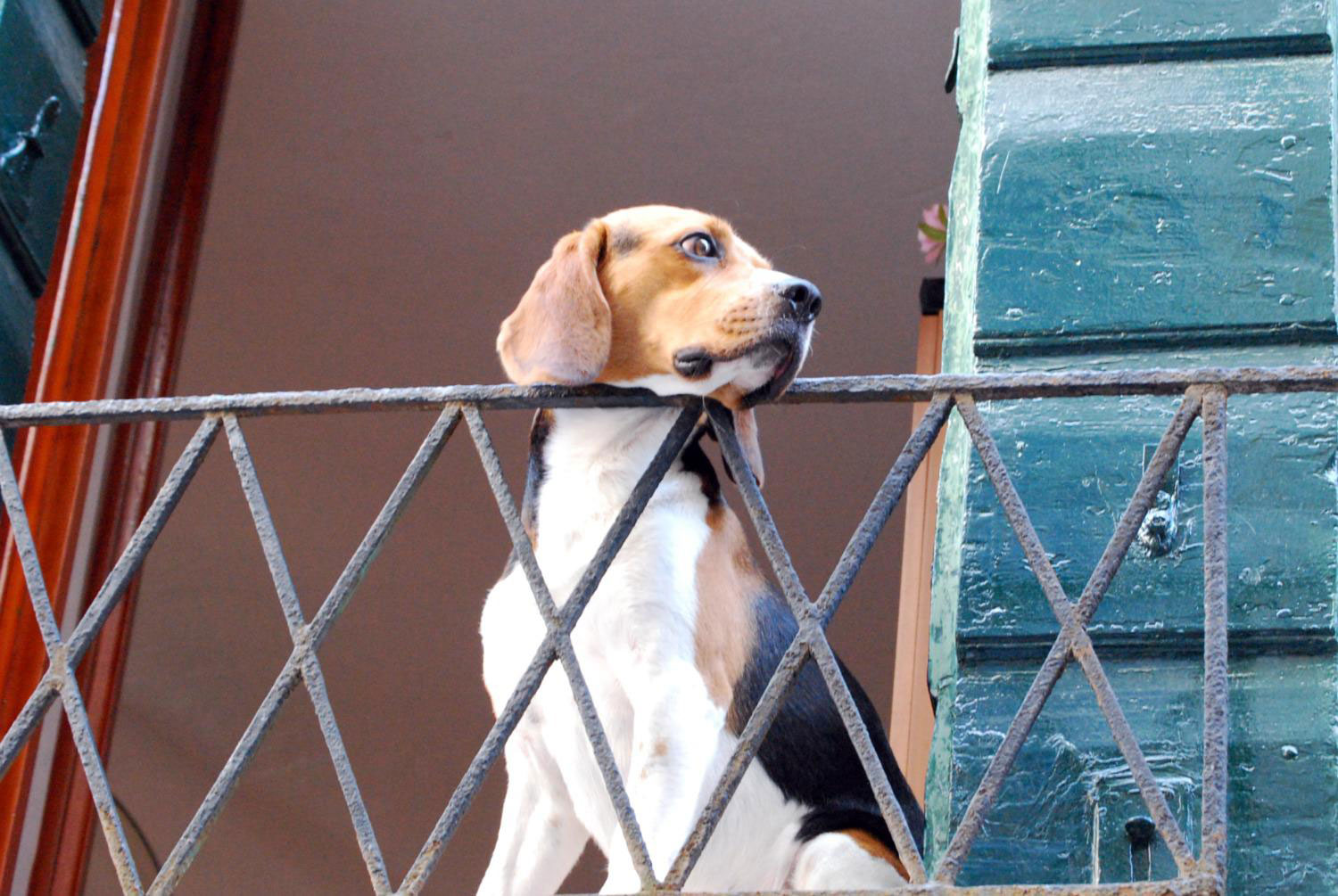 Bonus Tari per chi adotta un cane. L’iniziativa a Vittoria. Ecco cosa c’è da sapere sull’iniziativa