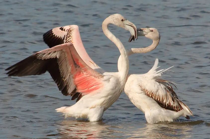 Birdwatching in Sicilia. Tornati in questi giorni i fenicotteri rosa nei pantani Longarini e Cuba fra Ispica Noto e Pachino