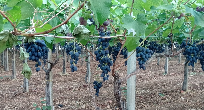 Furti d’uva nelle campagne. È emergenza a Mazzarrone, Acate, Chiaramonte Gulfi
