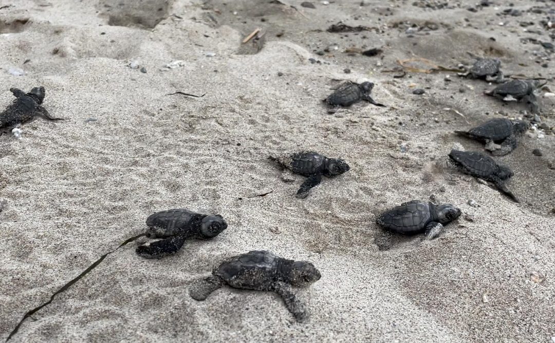 Come riconoscere le orme della Caretta-Caretta? A Ispica un corso aperto a tutti