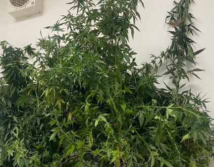 Santa Croce: arrestato uomo di 66 anni che coltivava cannabis in casa
