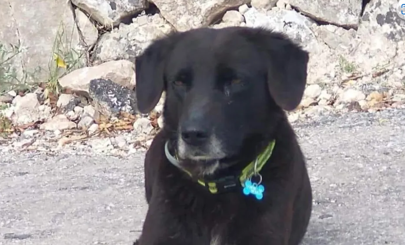 Nerino, il cane che tutti amano a Modica, potrà essere adottato