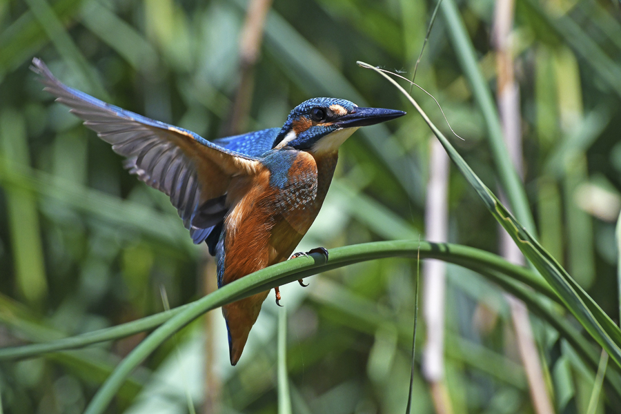 Maganuco area di interesse ornitologico: in un anno di osservazione individuate 86 specie di uccelli