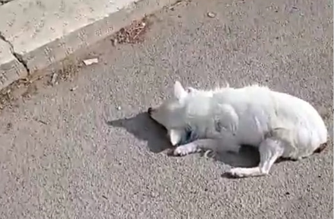 Polpette avvelenate ad Acate: morti due cani e un gatto