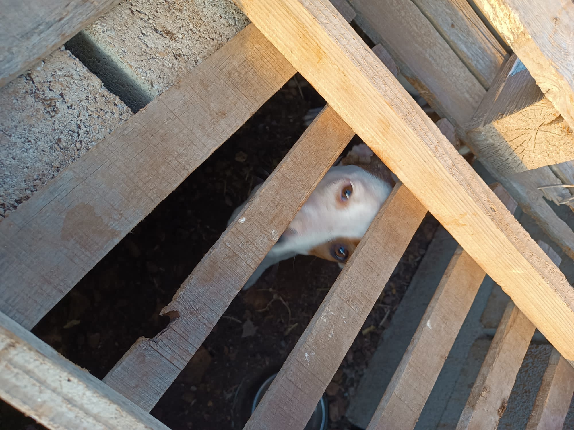 Un meticcio di media taglia chiuso in un piccolo box fai da te. Liberato a Scicli da carabinieri, vigili urbani e veterinari dell’Asp