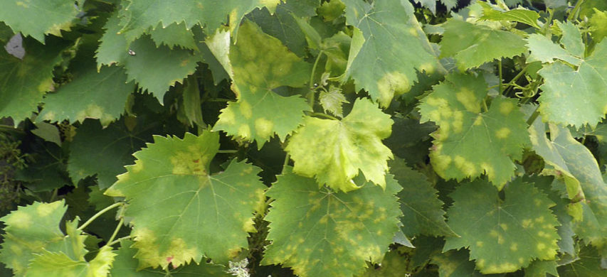Le viti gravemente colpite dalla Peronospora anche in provincia di Ragusa, la giunta regionale chiede lo stato di calamità