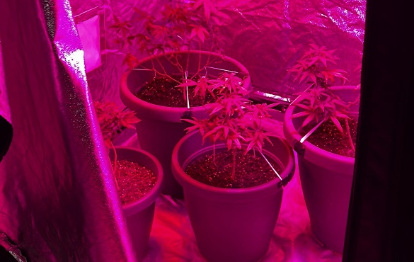 Spaccio e coltivazione di marijuana in casa: quindicenne arrestato a Ragusa