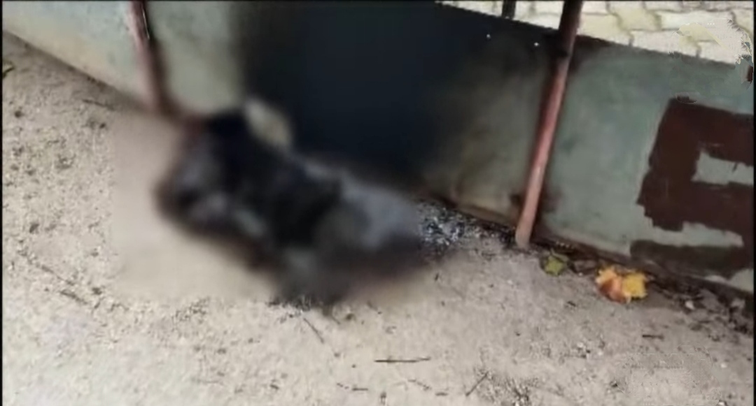 Gatto bruciato e cane infilzato con balestra. Accade anche questo in Sicilia