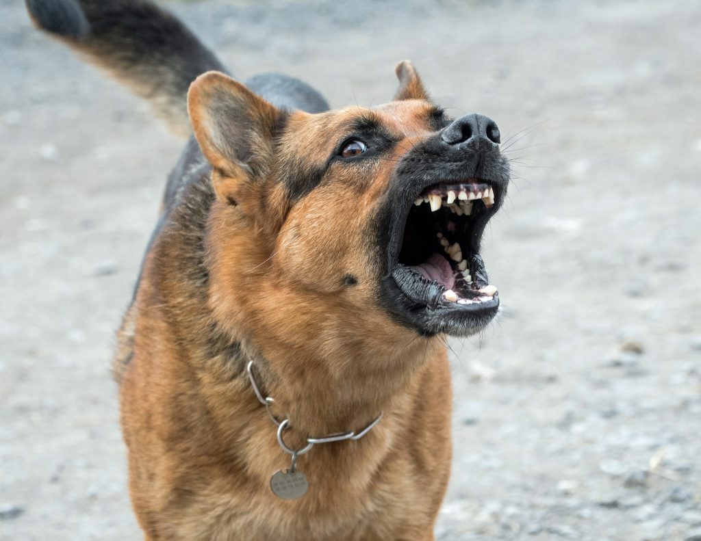 Agricoltore aggredito da due pittbull a Pedalino, l’uomo ricoverato all’ospedale Cannizzaro di Catania