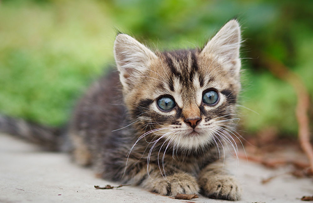 Ha fatto sbranare un gattino randagio dal proprio cane: è successo a Vittoria, presentata querela