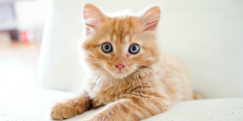 Ennesimo gatto ritrovato morto a Vittoria nella stessa zona in cui sono stati uccisi altri felini