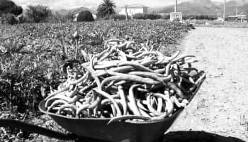 Storie di Sicilia: Un ricordo… una notte al chiarore della luna