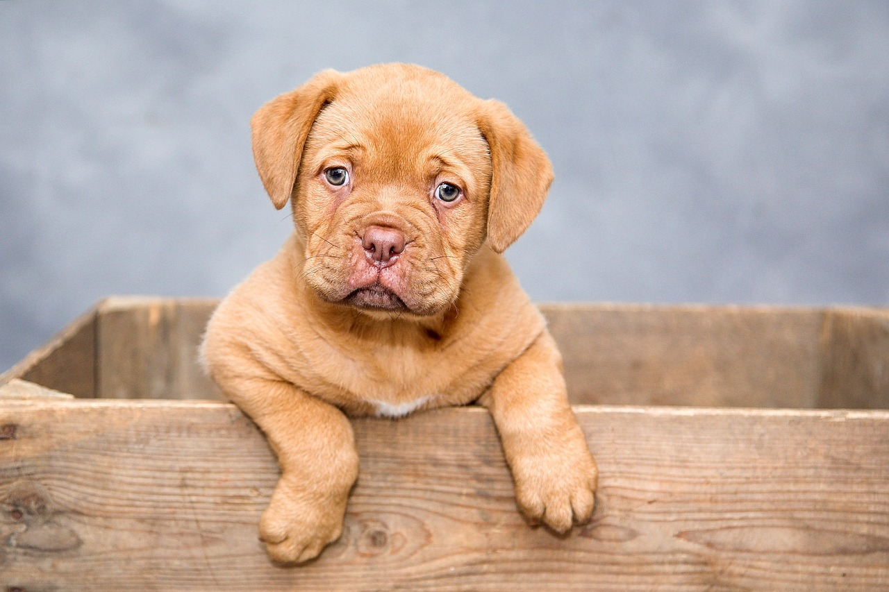 La corretta gestione del cane: l’evento a Modica