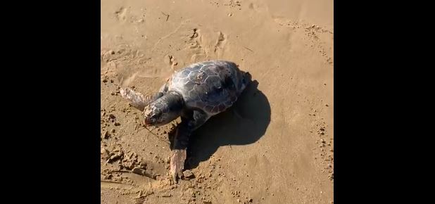 Tartaruga Caretta-Caretta spiaggiata a Scoglitti