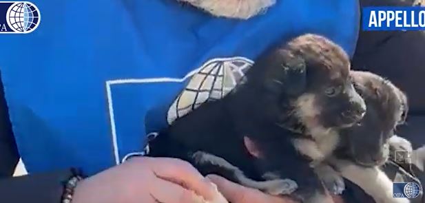 Sempre più cucciolate abbandonate a Ragusa: l’appello dell’Oipa alla sensibilità dei cittadini e all’adozione
