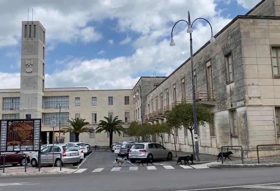 Randagi intimidiscono una ragazzina che cade dallo scooter. E’ successo a Ragusa