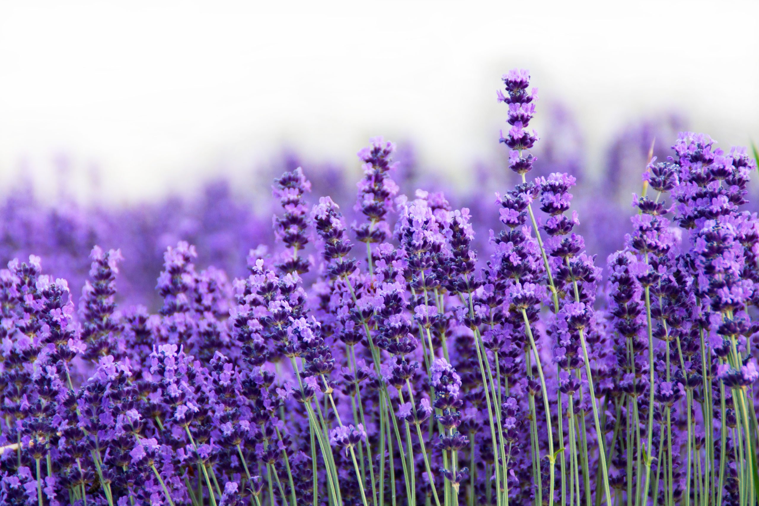 Primavera alle porte. Riordinare il giardino per difendersi dalle zanzare. Ecco le piante che le tengono lontane