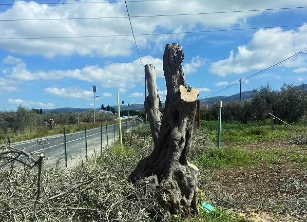 E’ questo il modo di potare gli ulivi? Alberi espiantati e ripiantati per fare “spazio” alla Ragusa-Catania, ma è polemica