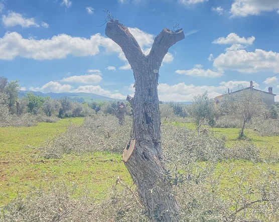 Ulivi con potatura “vigorosa” per far spazio alla Ragusa-Catania: incontro in soprintendenza