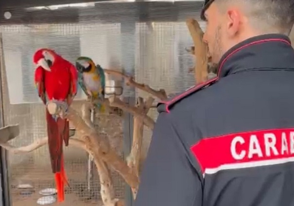 Scimmie, pappagalli e tartarughe: a Portopalo, un uomo è stato denunciato perchè deteneva animali esotici