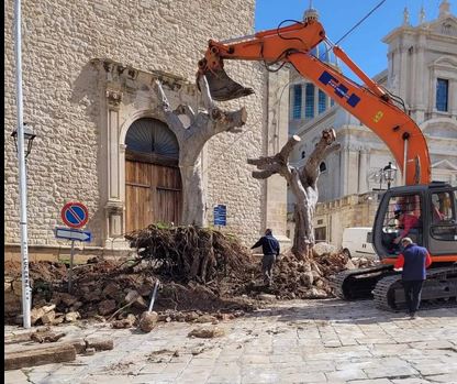 I ficus espiantati dell’ex chiesa del Gesù a Comiso. Le polemiche non si placano
