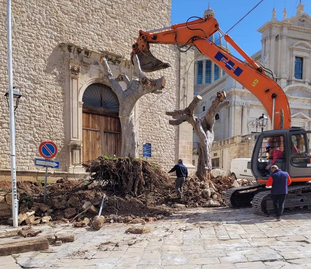Comiso: estirpati ficus davanti all’ex chiesa del Gesù. Critiche sull’intervento